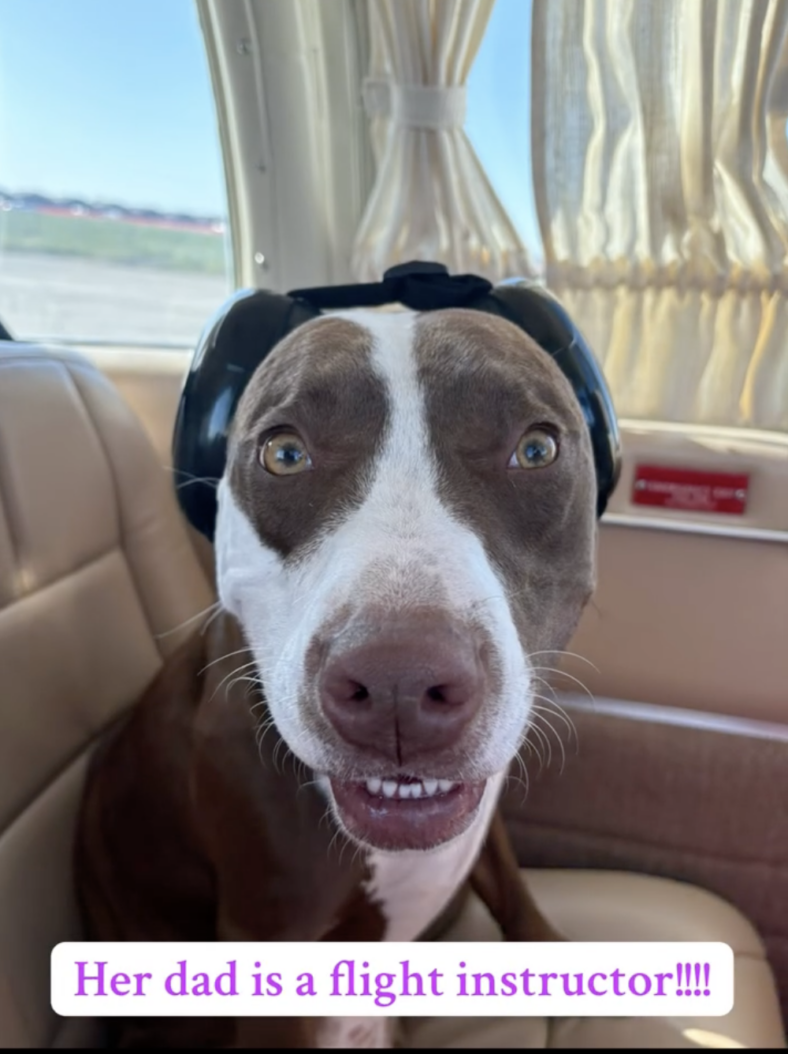Abused Dog Was Swung by Her Back Leg—But This Brave Pup Found Freedom in the Clouds